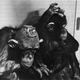 Monkey in which neuroscientist Jose Delgado implanted electrode arrays. IMAGE: Physical Control of the Mind by Jose Delgado.